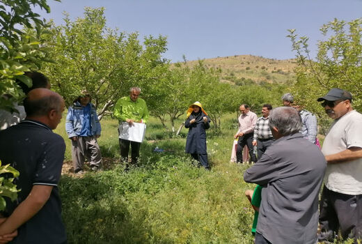 تبیین راهکارهای مبارزه با سفیدک سطحی و کرم سیب توسط محققان فارس