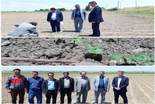 سطح زیر کشت پنبه در سطح کشور از مرز 110 هزار هکتار خواهد گذشت