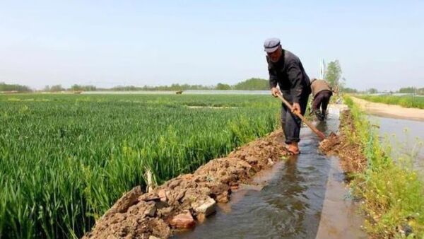 مالچ، یخ&zwnj;آب و مدیریت مشارکتی حقابه؛ تجربه&zwnj;های بومی کشاورزان در بهینه&zwnj;سازی مصرف آب