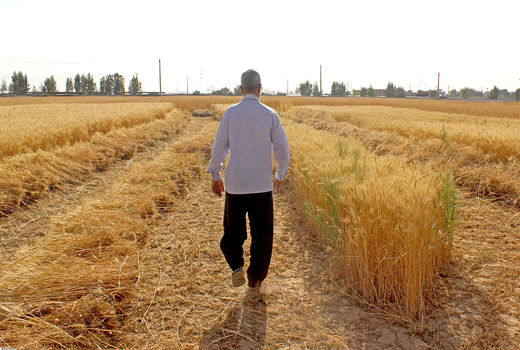 تداخلات اراضی کشاورزی قزوین تعیین تکلیف شد