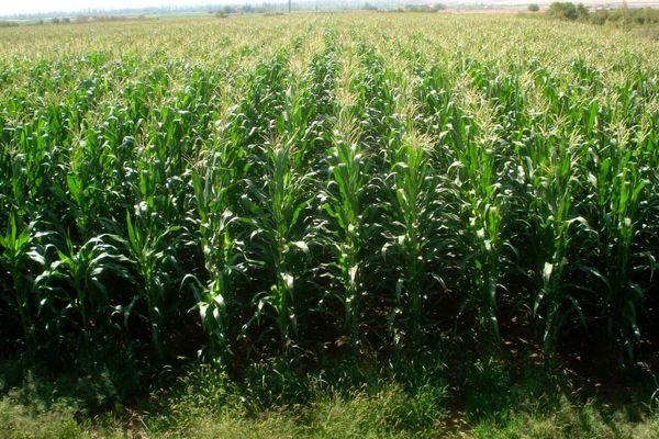 کاشت 3800 هکتار ذرت بذری