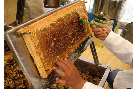 107 تن عسل در زنبورستان های شهرستان آوج تولید شد