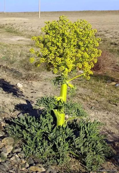 نی‌ریز قطب تولیدآنغوزه تلخ کشور