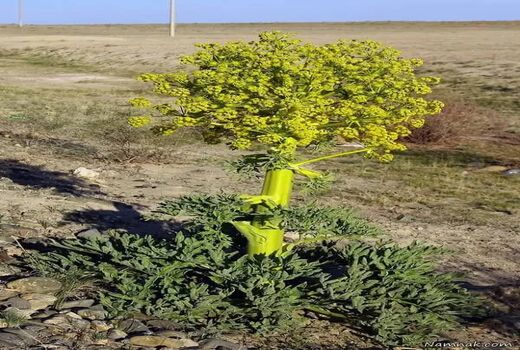 نی‌ریز قطب تولیدآنغوزه تلخ کشور