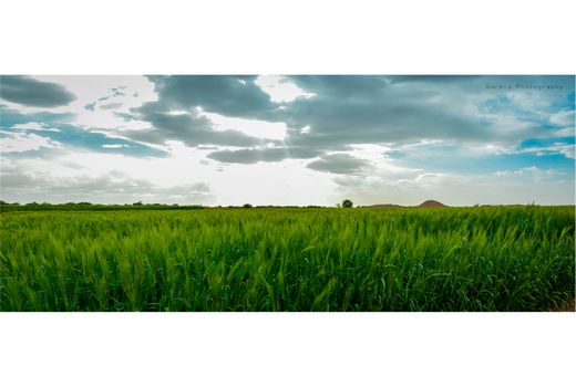 کشت 5800 هکتاری گندم با سانتریفوژ در ساری