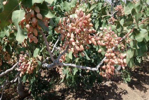 برآورد تولید 10 هزار تن پسته در سروستان