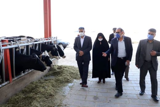 بازدید از زنجیره تولید دام مدرن در شهرستان آبیک