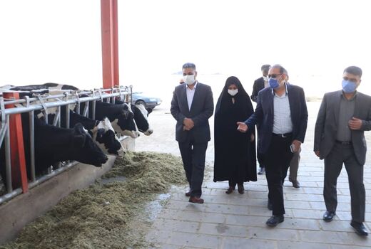 بازدید از زنجیره تولید دام مدرن در شهرستان آبیک
