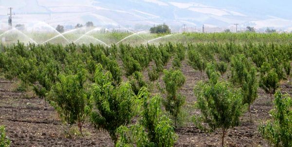 تسهیلات بلاعوض به باغداران قروهای پرداخت میشود