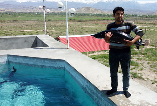  رها سازی بچه ماهی خاویاری در واحدهای پرورشی استان آذربایجان شرقی