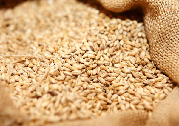 افزایش قیمت خرید تضمینی گندم نسبت به سال گذشته