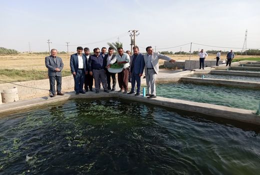 اجرای پرورش ماهی در قفس در سد مارون قطعی است