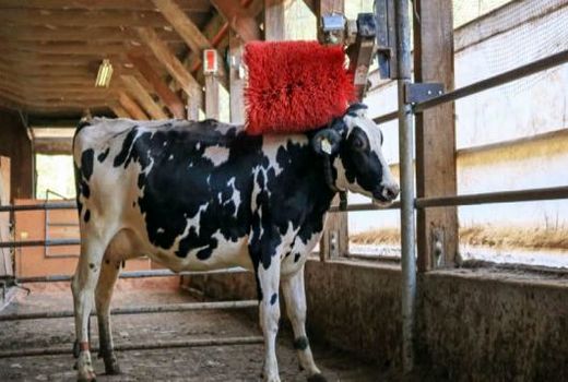 برس‌های مکانیکی آرامش دام را تامین می‌کنند