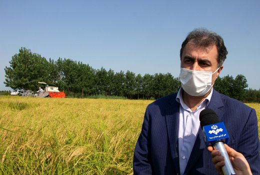 اولین برداشت مکانیزه برنج در گیلان آغاز شد