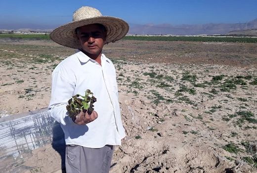 سرما بیش از ۶۳ میلیارد ریال خسارت به جای گذاشت