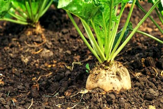 ‏‌کاشت تمام مکانیزه چغندرقند برای اولین بار در خراسان شمالی 
