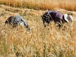 قرارداد طرح جهش تولید با بیش از ۳ هزار کشاورز کردستانی منعقد شد