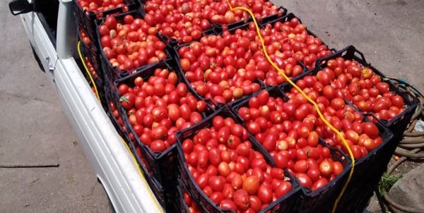 گرمای هوا محاسبات گوجه‌کاران را به هم زد