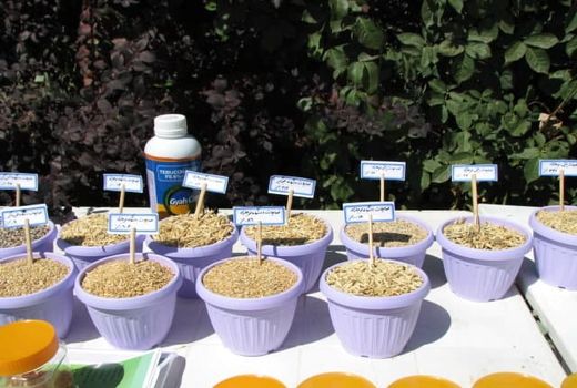 توزیع بذورگندم دیم در بین کشاورزان استان قزوین