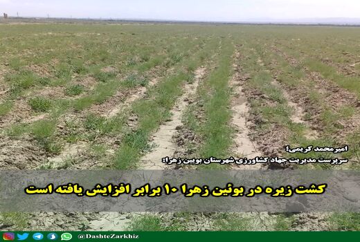 کشت زیره در بوئین زهرا ۱۰ برابر افزایش یافته است 