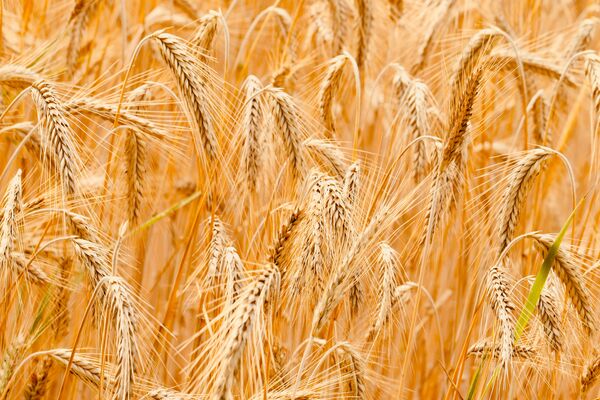 برداشت بیش از 100 هزار تن گندم از مزارع حمیدیه