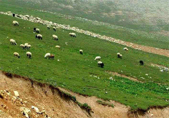 پروانه چرای دام در مراتع کاشان ساماندهی می‌شود