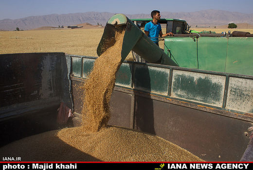 بیش از 13 هزار هکتار گندم ممسنی در حال برداشت است 