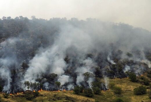 وزش باد شدید موجب شعله‌ور شدن دوباره آتش در جنگل‌های چالوس شد