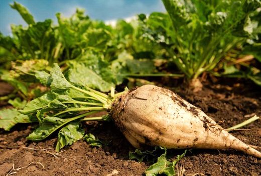 تداوم کشت چغندر قند نیازمند اصلاح الگوی مصرف آب است/ امکان صرفه‌جویی 50 درصدی