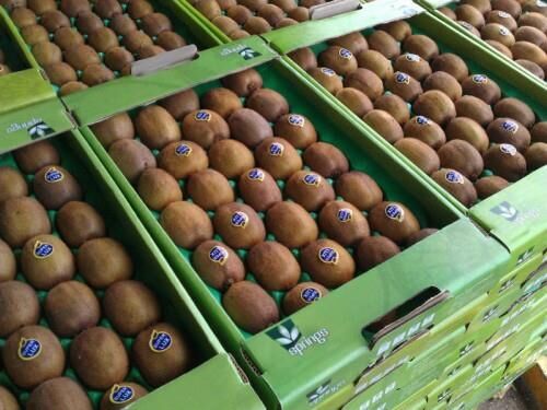 صدور گواهی صادرات 22 تن کیوی از ساری به ازبکستان
