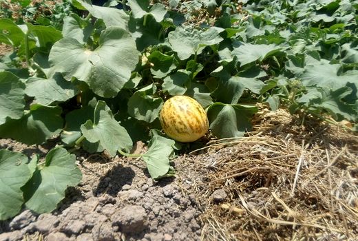 برداشت گرمک در شهرستان سیروان آغاز شد