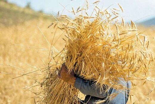 خرید تضمینی بیش از ۱۰۶ هزار تن گندم در کردستان