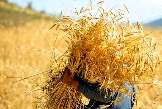 خرید تضمینی بیش از ۱۰۶ هزار تن گندم در کردستان