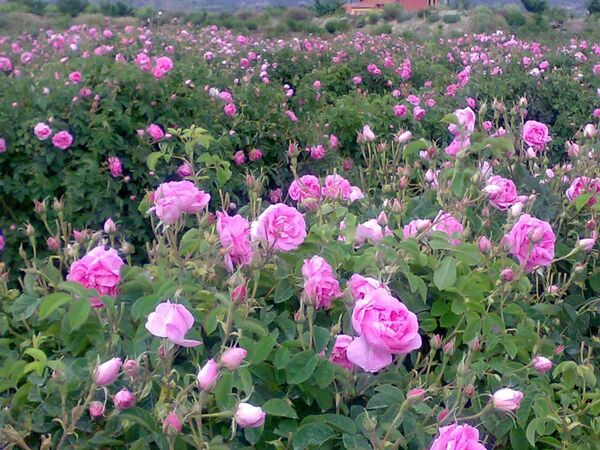 استحصال سالانه بیش از ۹۰۰ هزار لیتر گلاب از گلستان‌های آذربایجان‌غربی/  آغاز فصل گل‌چینی از اواخر اردیبهشت