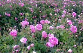 استحصال سالانه بیش از ۹۰۰ هزار لیتر گلاب از گلستان‌های آذربایجان‌غربی/  آغاز فصل گل‌چینی از اواخر اردیبهشت