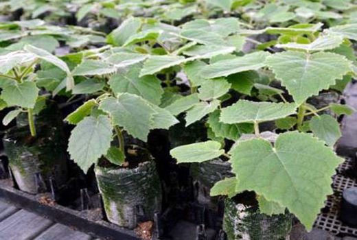 کشف و امحاء 15 هزار اصله گیاه پالونیا در شهرستان بناب