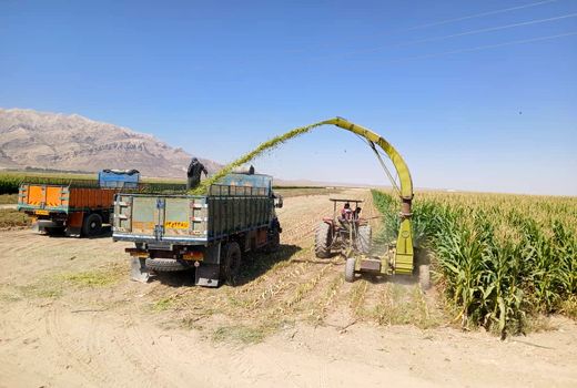 برداشت ذرت علوفه‌ای در شهرستان سرچهان