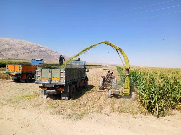 برداشت ذرت علوفه‌ای در شهرستان سرچهان