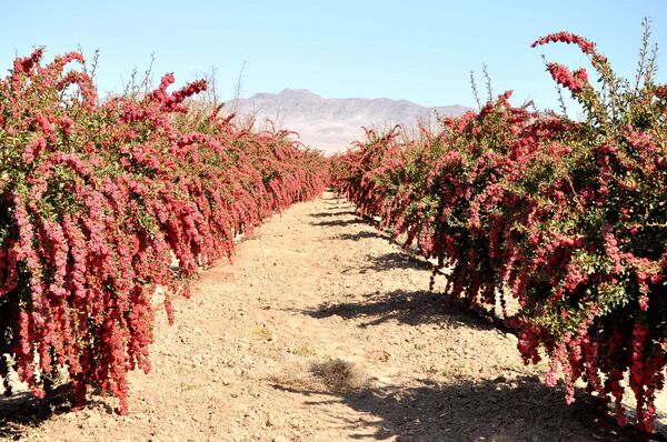 یک سوم محصول زرشک در خراسان جنوبی فراوری می‌شود