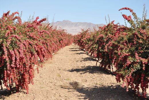 یک سوم محصول زرشک در خراسان جنوبی فراوری می‌شود