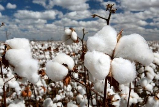 پیش بینی تولید 1400 تن پنبه در استهبان 