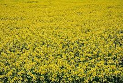 انعقاد قرارداد آستان قدس رضوی  با کلزاکاران خراسان شمالی در سطح ۲ هزار و ۹۶۵ هکتار 