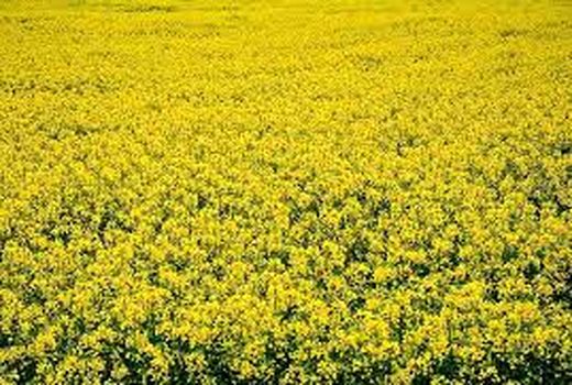 انعقاد قرارداد آستان قدس رضوی  با کلزاکاران خراسان شمالی در سطح ۲ هزار و ۹۶۵ هکتار 