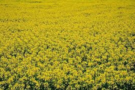 انعقاد قرارداد آستان قدس رضوی  با کلزاکاران خراسان شمالی در سطح ۲ هزار و ۹۶۵ هکتار 