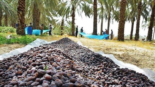 حمایت از نخلداران با خرید حمایتی خرما در خوزستان