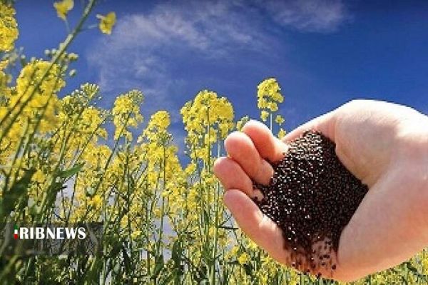 تولید نشای گلدانی کلزا در قروه