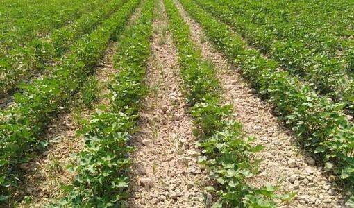 آغاز وجین دستی مزارع پنبه در زرین دشت  