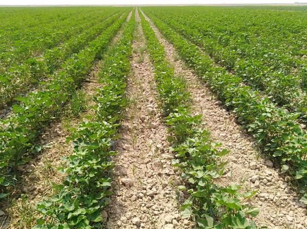 آغاز وجین دستی مزارع پنبه در زرین دشت  