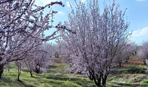 تمرکز باغبانی کشور بر «آب سبز» و بهره‌وری؛ کلید عبور از بحران آب با توسعه باغبانی دیم