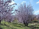 تمرکز باغبانی کشور بر «آب سبز» و بهره‌وری؛ کلید عبور از بحران آب با توسعه باغبانی دیم